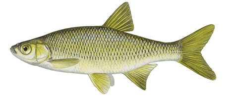 Game and Bait Fish — Hilltop Hatcheries.